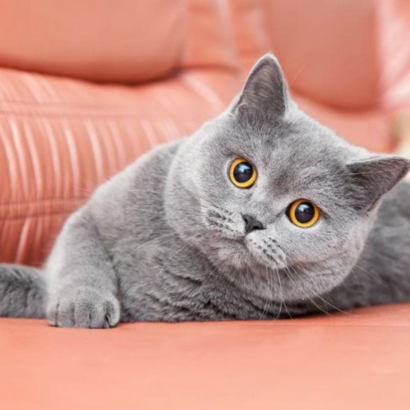 Британская короткошёрстная кошка котята