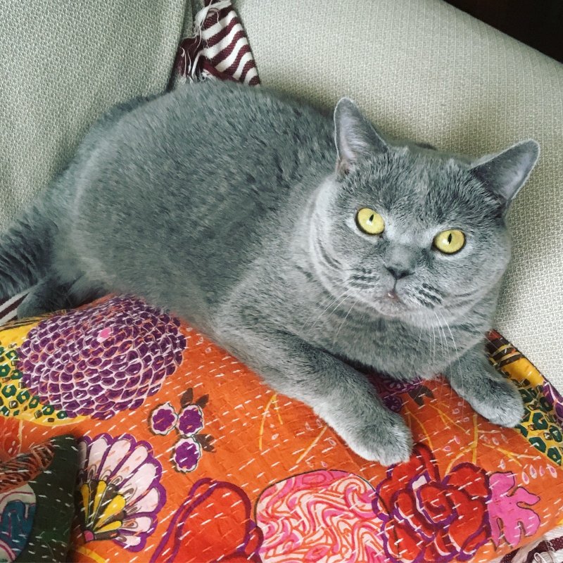 Кошка домашняя британка