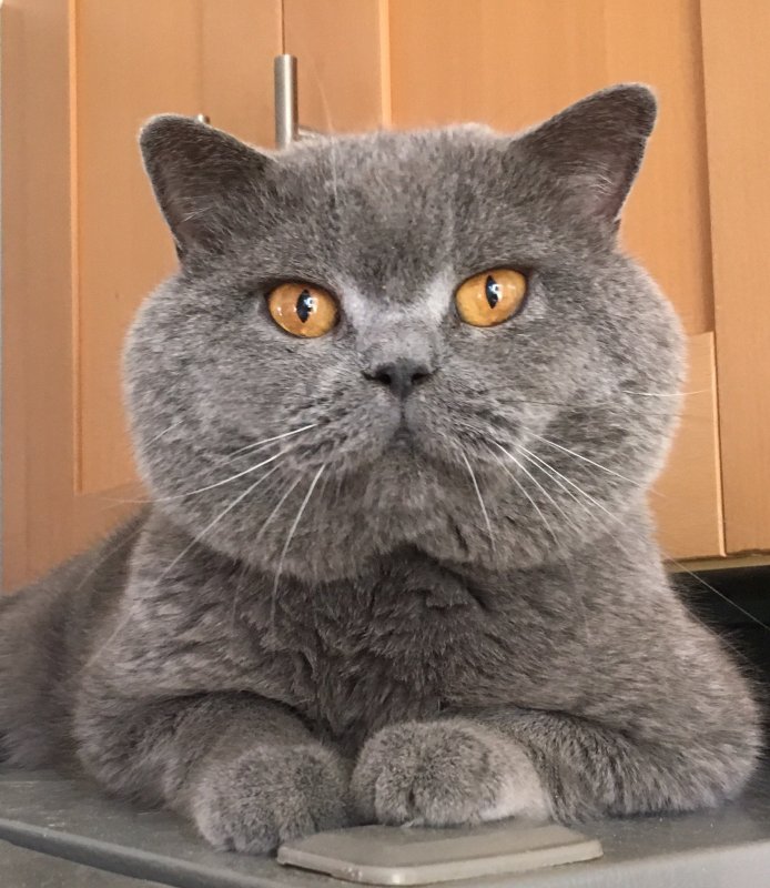 Британский короткошерстный кот серый
