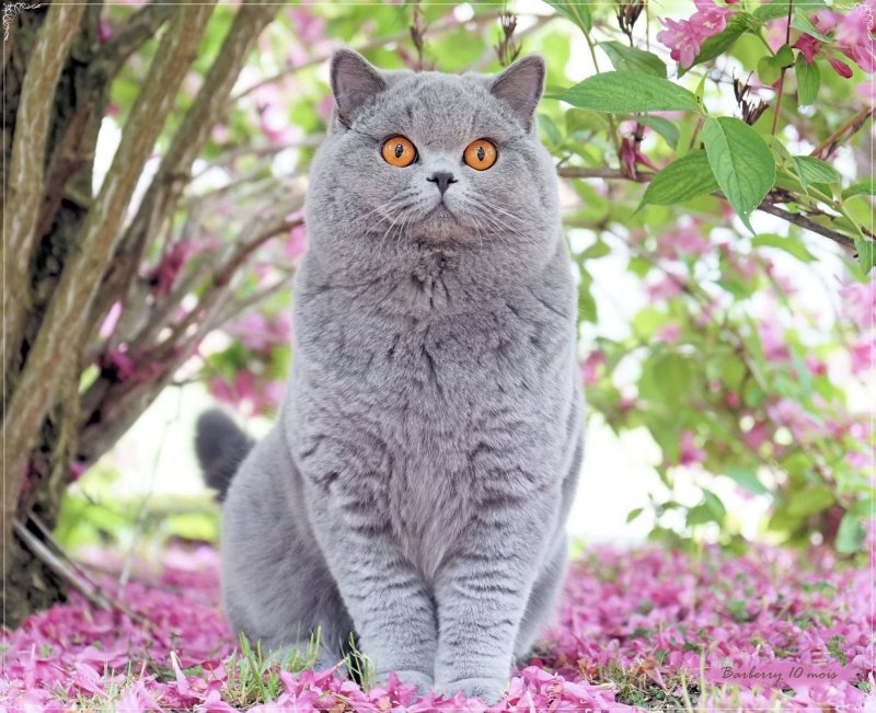 Британский короткошерстный кот толстый