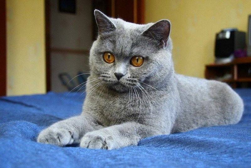 Британский кот и кошка
