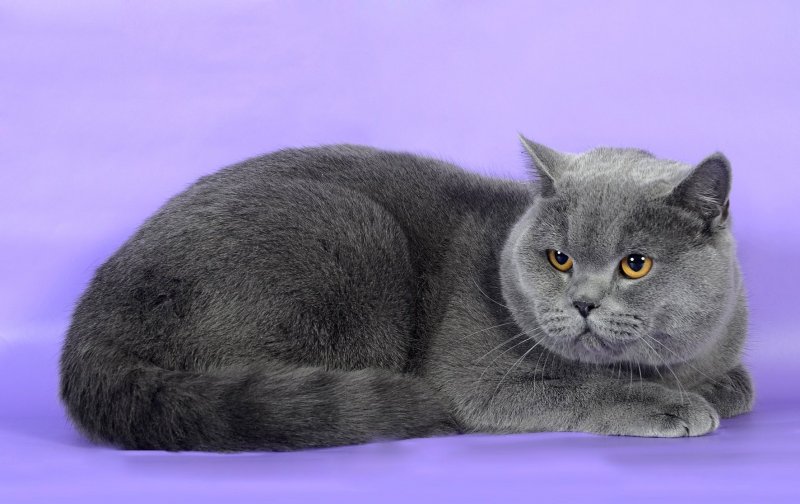 Британский короткошерстный кот полосатый
