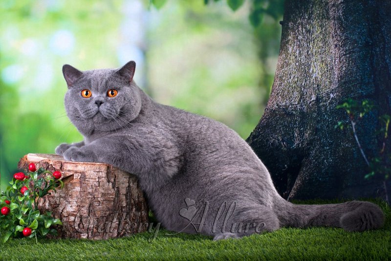 Британский короткошерстный кот толстый