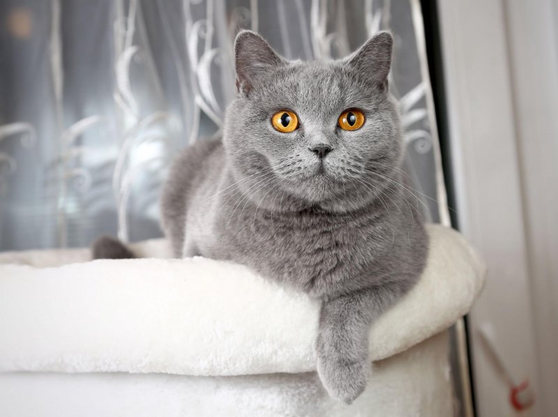 Британская короткошёрстная кошка фото