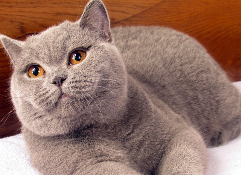 Британская короткошёрстная кошка