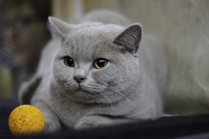 Бракованные британские кошки