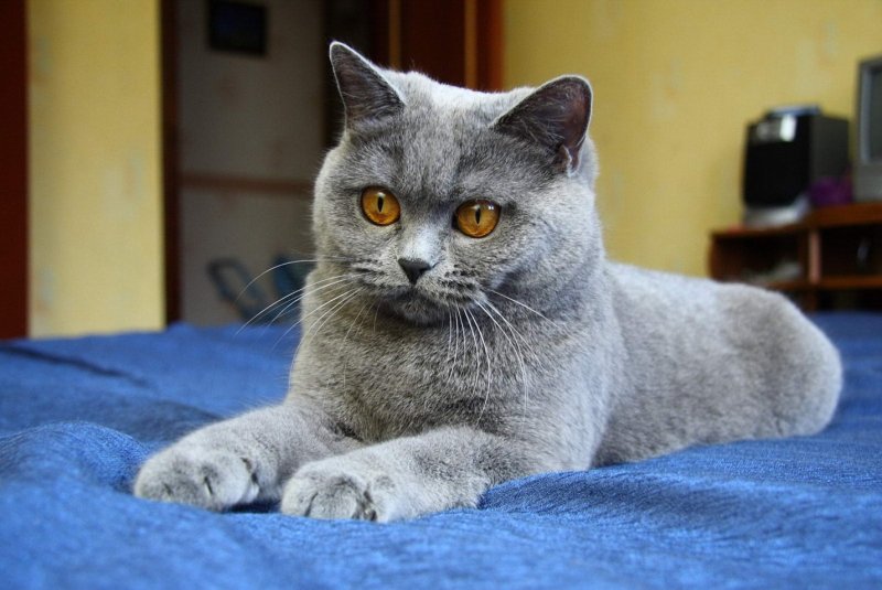 Британские котята