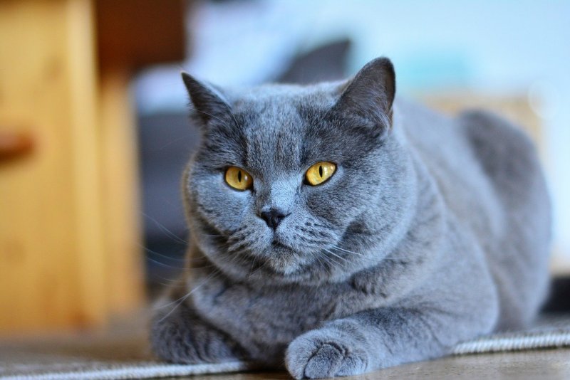 Скоттиш шартрез