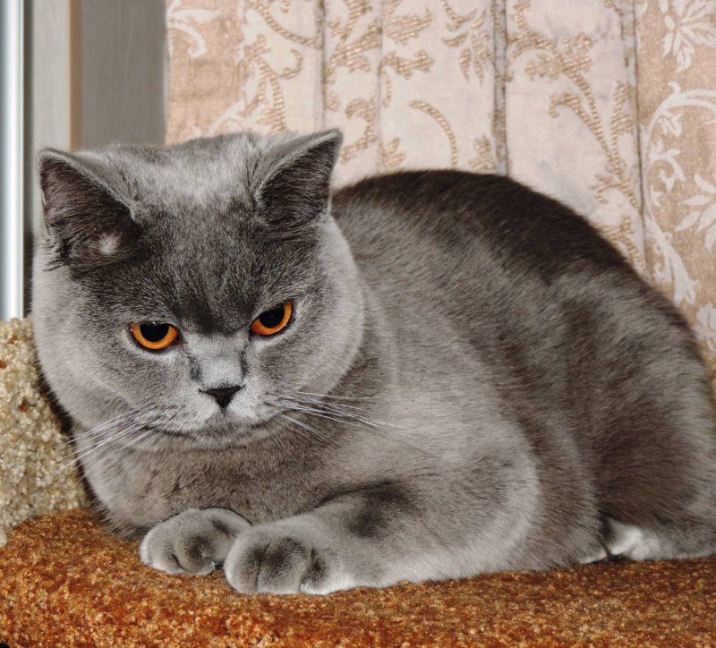 Скоттиш-страйт прямоухая серая
