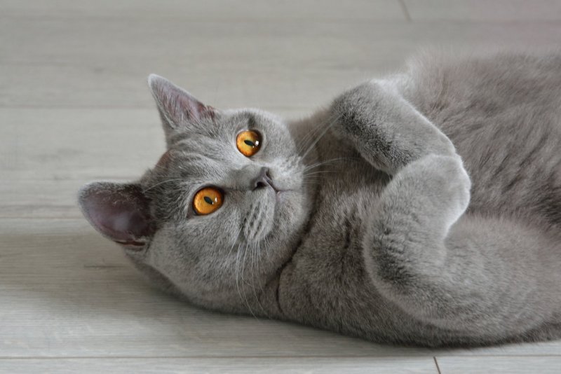Британцы кошки Тула белый называется Кузя