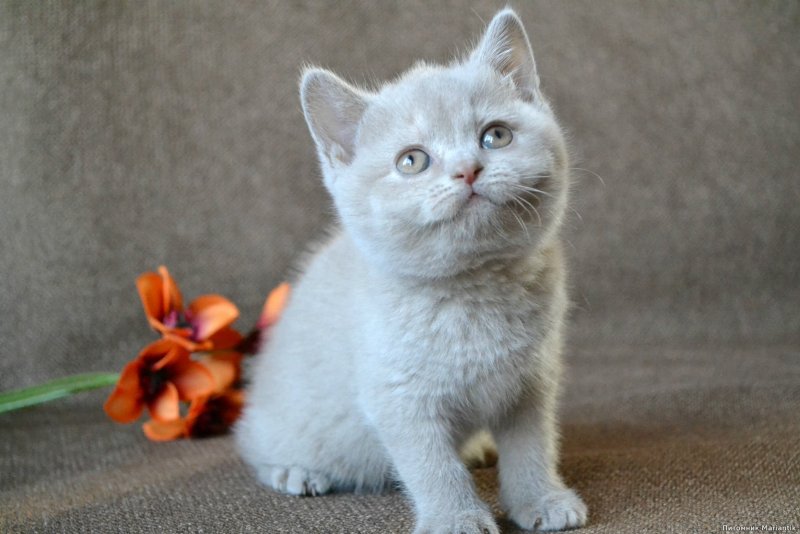 Британские коты и кошки