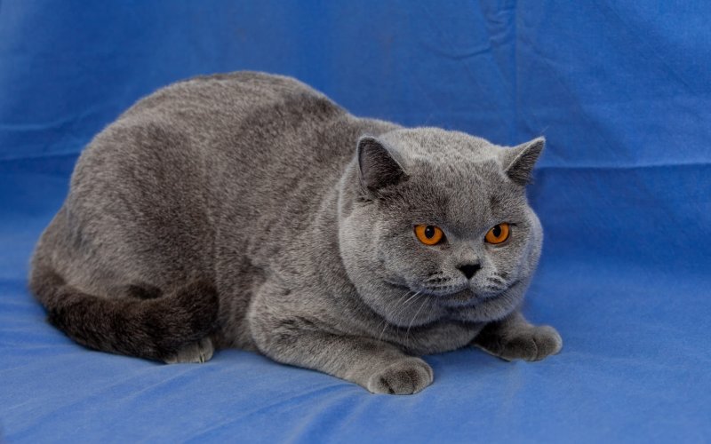 Кот британец серый