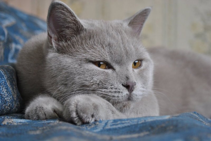 Британская короткошерстная
