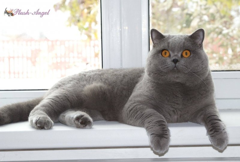 Британец короткошерстный котенок
