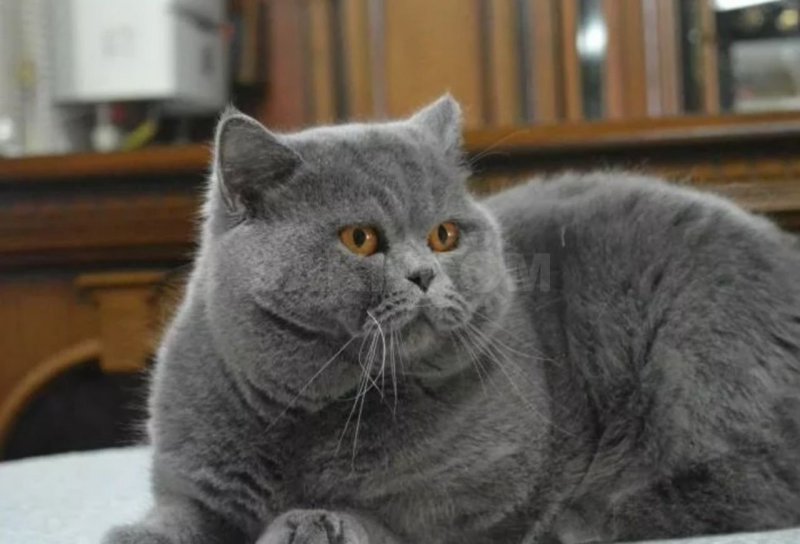 Чистокровные британцы коты