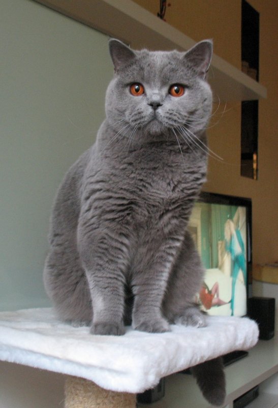 Британцы кошки взрослые