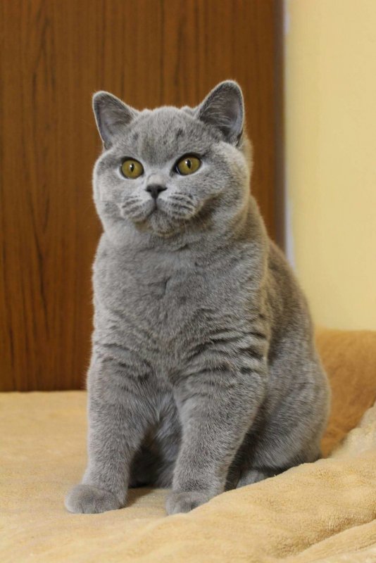 Британский гладкошерстный кот