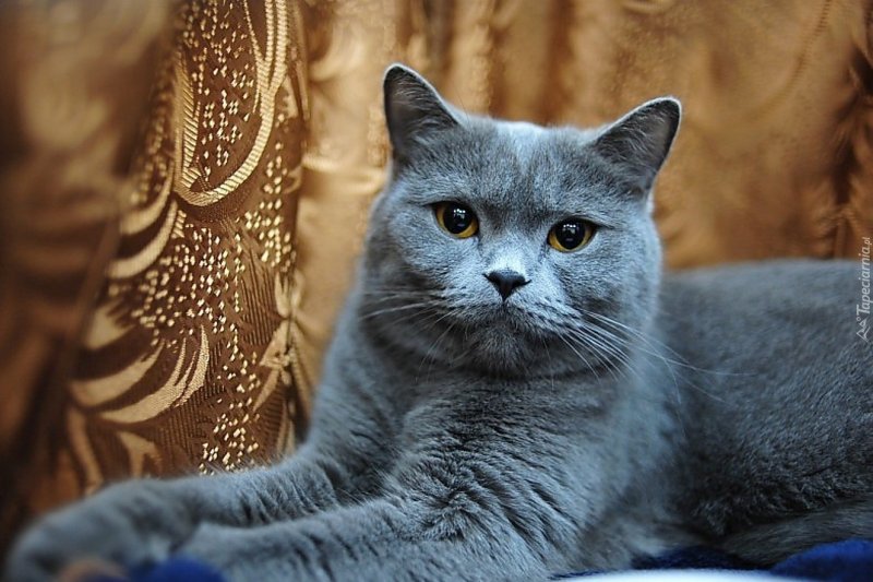 Дымчатый кот британец
