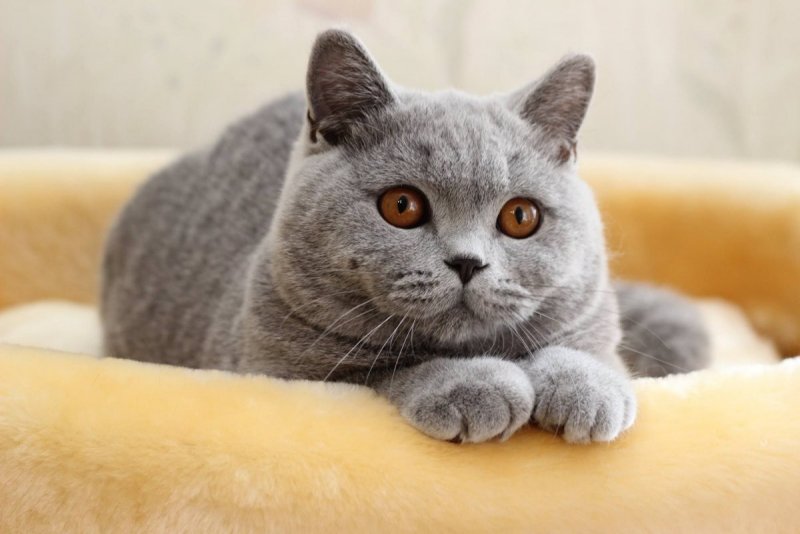 Британская кошка самка