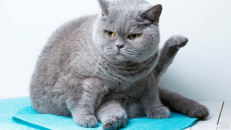Британская кошка короткошерстная серая
