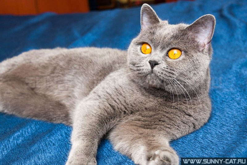 Голубой британец кот