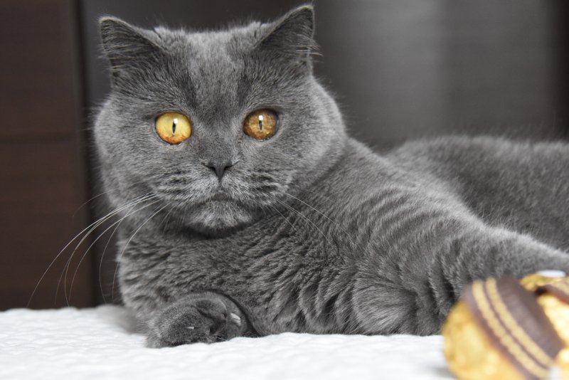 Британский короткошерстный голубой кот