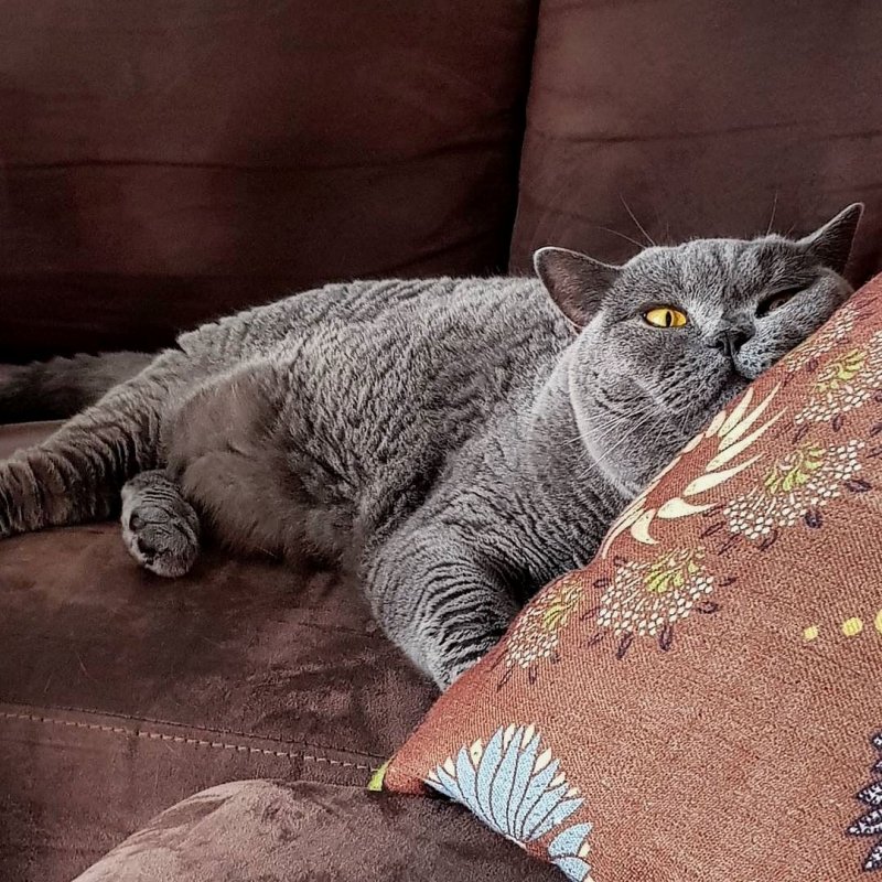 Спящий британский кот