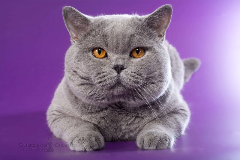 Charlie кот британец