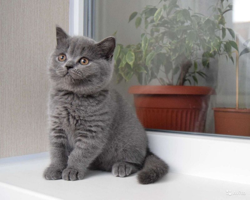Британская кошка прямоухая серая