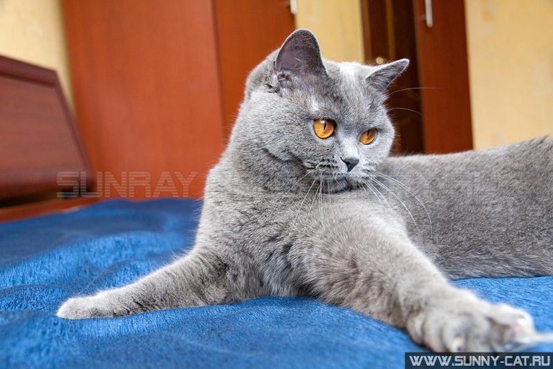 Британка короткошерстная прямоухая