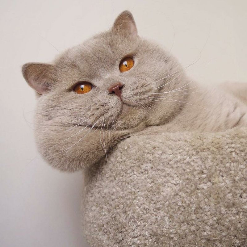 Британская кошка гладкошерстная