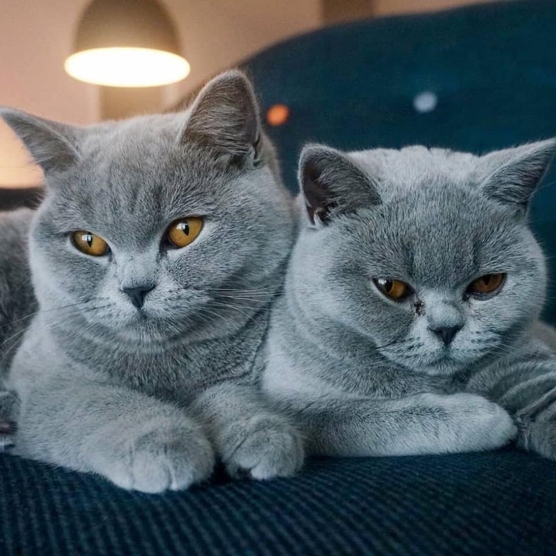 Британская короткошёрстная кошка толстая