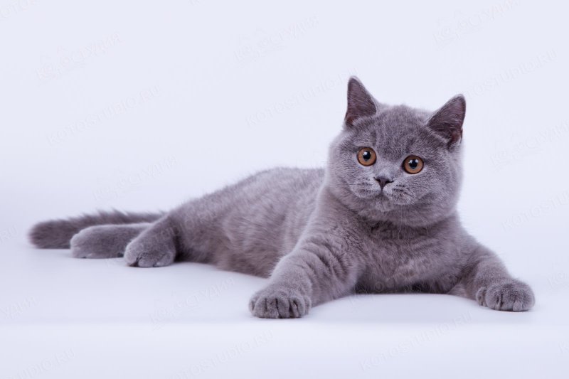 Британская кошка дымчатого окраса