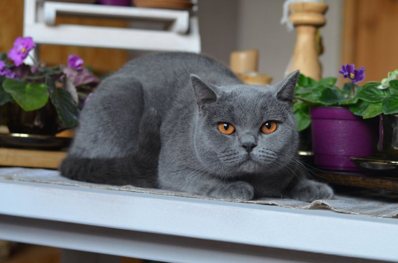 Крупный британский кот