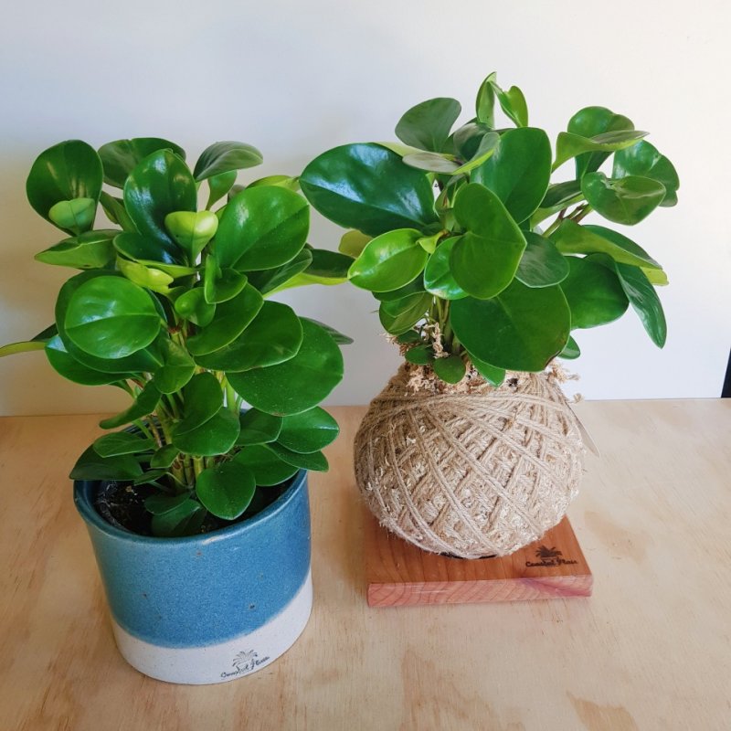 Peperomia macrorhiza