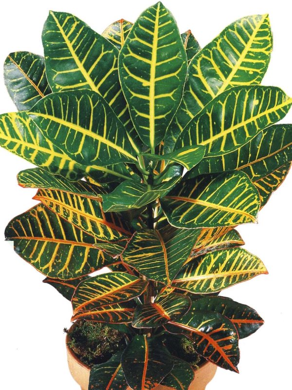 Кротон (Codiaeum Petra)