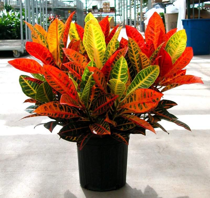 Codiaeum variegatum Кодиеум пестрый