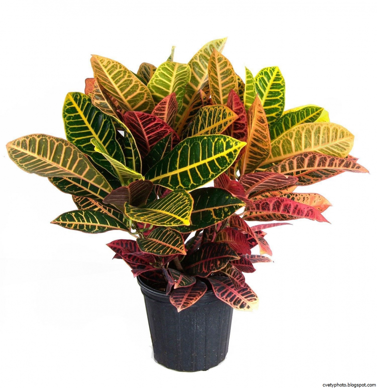 Codiaeum variegatum Кодиеум пестрый