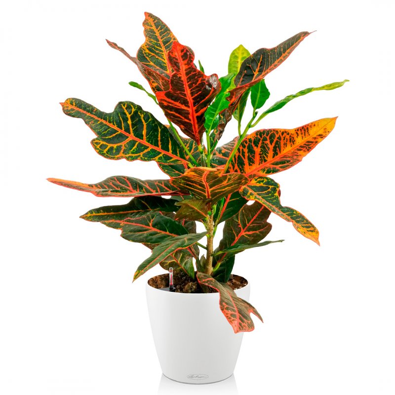 Codiaeum Экселент