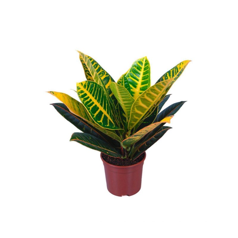 Codiaeum Petra/Кротон Петра