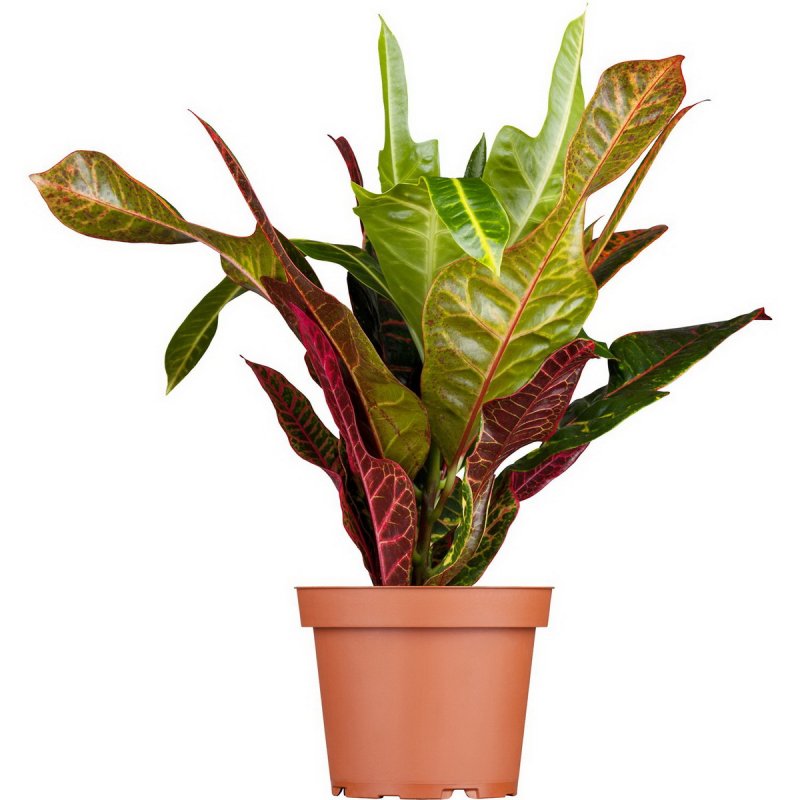 Codiaeum variegatum
