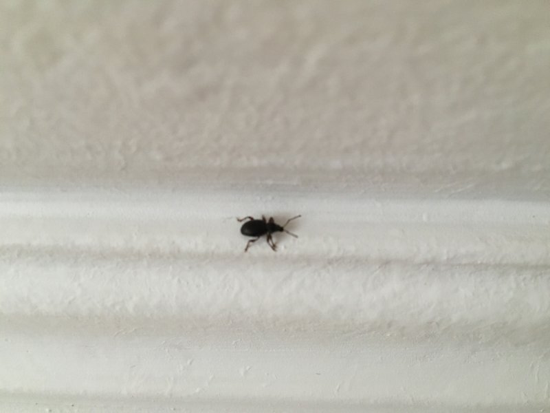 Кожеед (Attagenus SP.)