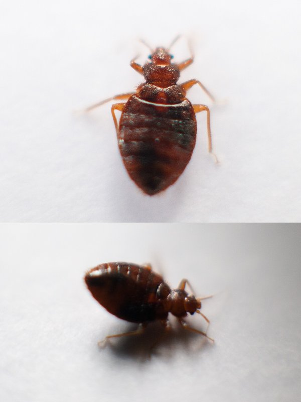 Attagenus sieversi