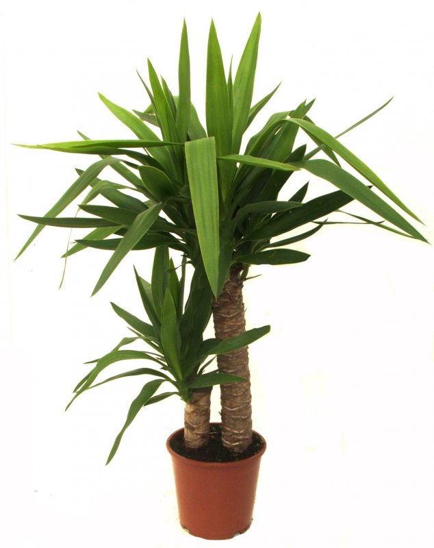 Хамедорея изящная (Chamaedorea elegans)