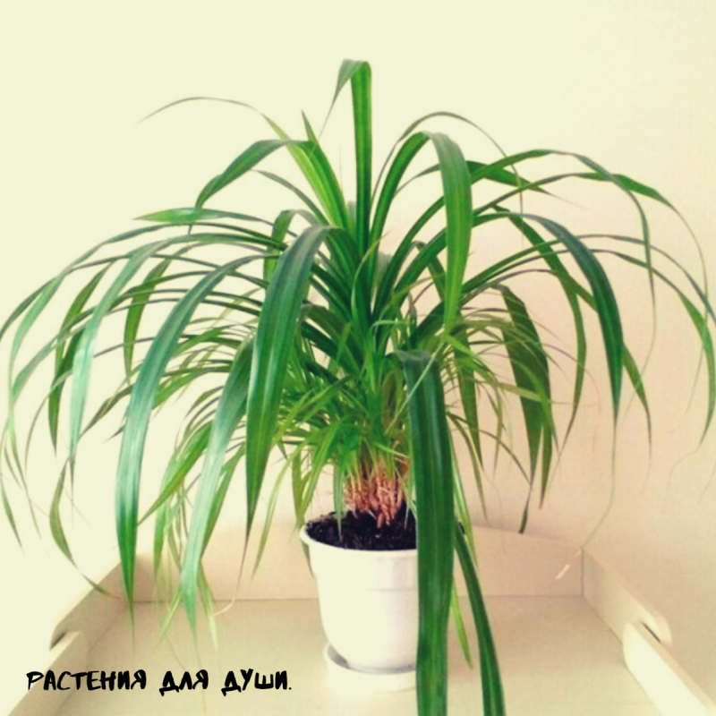 Комнатная Пальма панданус