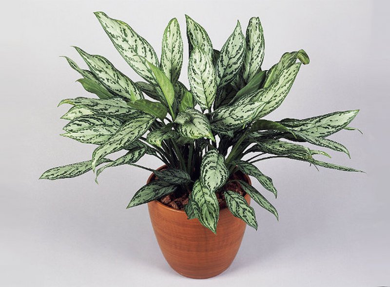 Аглаонема переменчивая (Aglaonema commutatum)