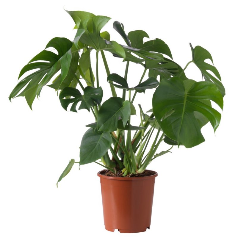 Молочай беложильчатый (Euphorbia leuconeura)