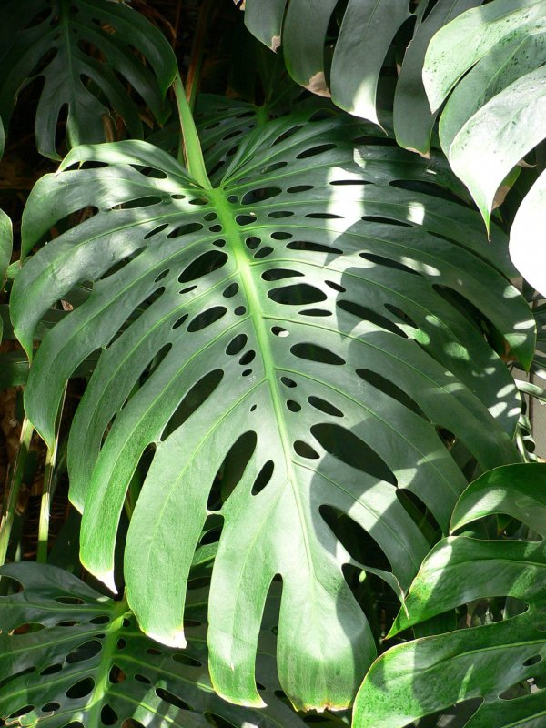Монстера деликатесная (Monstera deliciosa)