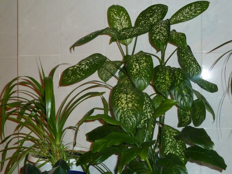 Диффенбахия (Dieffenbachia)