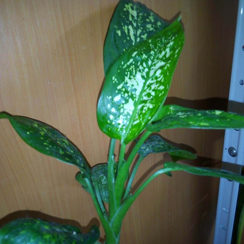 Кодиеум Кротон цветение